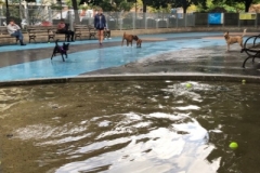parque-canino