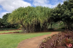 dole-plantation