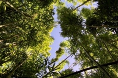 honolulu-watershed-forest-reserve-2