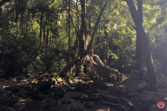 honolulu-watershed-forest-reserve-3