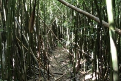 honolulu-watershed-forest-reserve