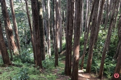 judd-trail-2