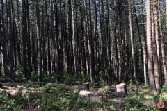 judd-trail-3