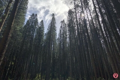 judd-trail
