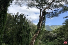 manoa-falls-trail-2