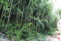 manoa-falls-trail-3