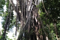 manoa-falls-trail-5