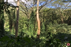 manoa-falls-trail-6