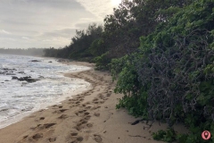 turtle-bay-resort-2